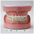 Standard K Type Removable Teeth Dental Anatomical Model 13004